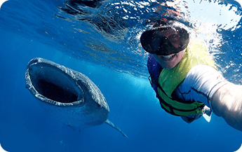 Snorkeling With Whale Shark