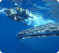 Snorkeling With Whale Shark