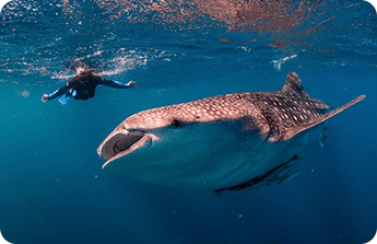 Snorkeling With Whale Shark