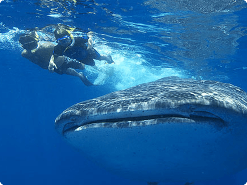 Snorkel In Cancun With Whale Shark