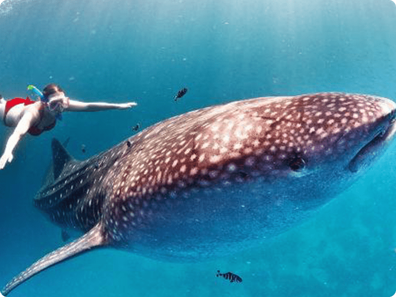 Snorkel In Cancun With Whale Shark