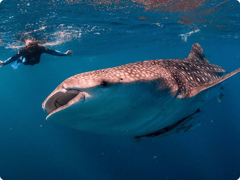 Snorkel In Cancun With Whale Shark