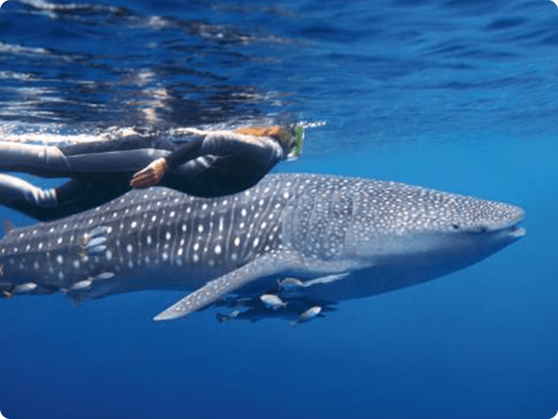 Snorkel In Cancun With Whale Shark