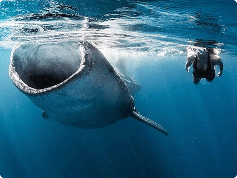 Snorkel In Cancun With Whale Shark