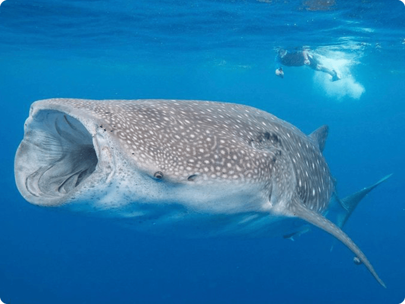 Snorkel In Cancun With Whale Shark