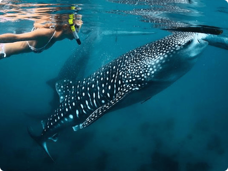 Snorkel In Cancun With Whale Shark