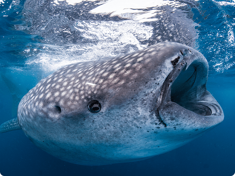 Snorkel In Cancun With Whale Shark