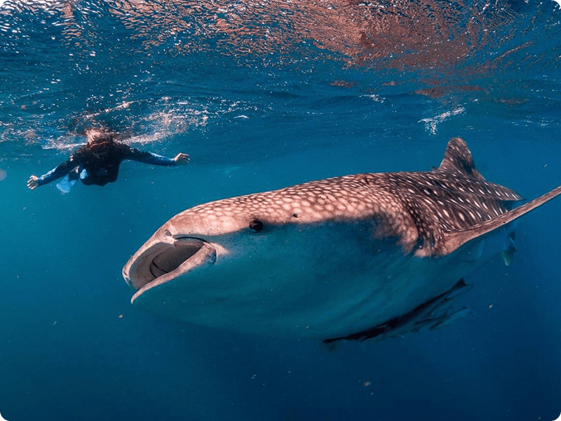 Snorkel In Cancun With Whale Shark