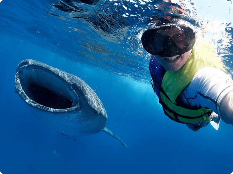 Snorkel In Cancun With Whale Shark