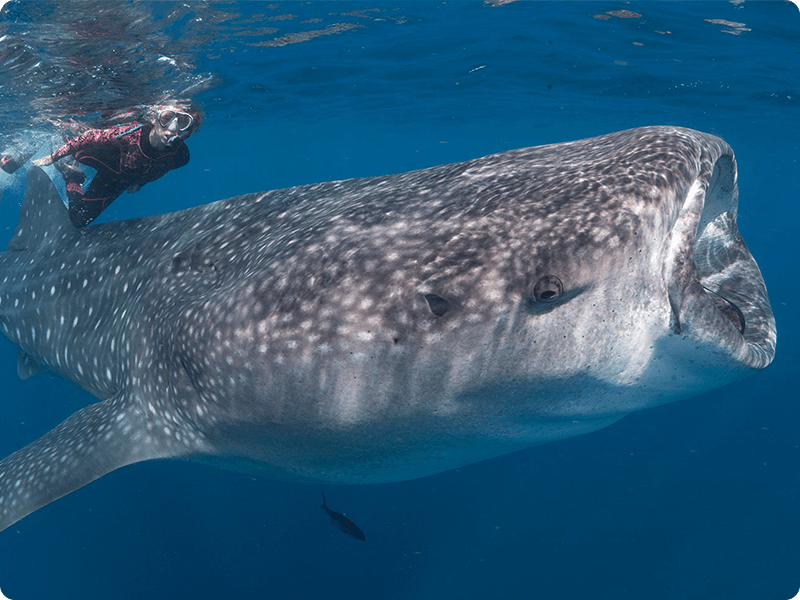 Snorkel In Cancun With Whale Shark