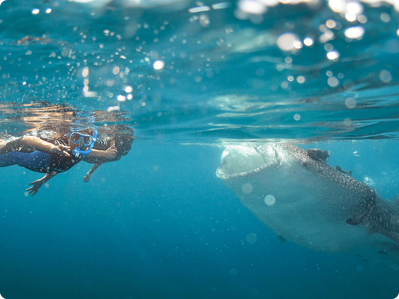 Snorkel In Cancun With Whale Shark