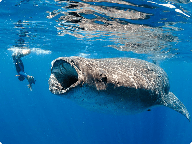 Snorkel In Cancun With Whale Shark