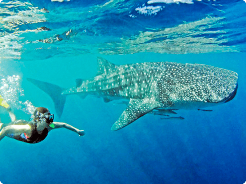 Snorkel In Cancun With Whale Shark