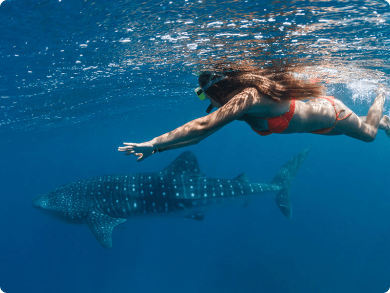 Snorkel In Cancun With Whale Shark