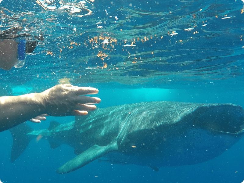 Snorkel In Cancun With Whale Shark